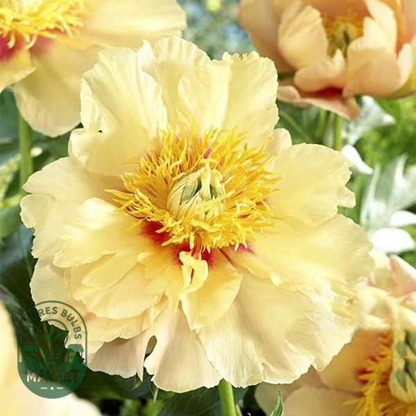 ITOH Prairie Charm