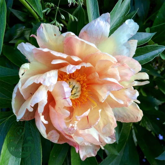 ITOH Royal Blush