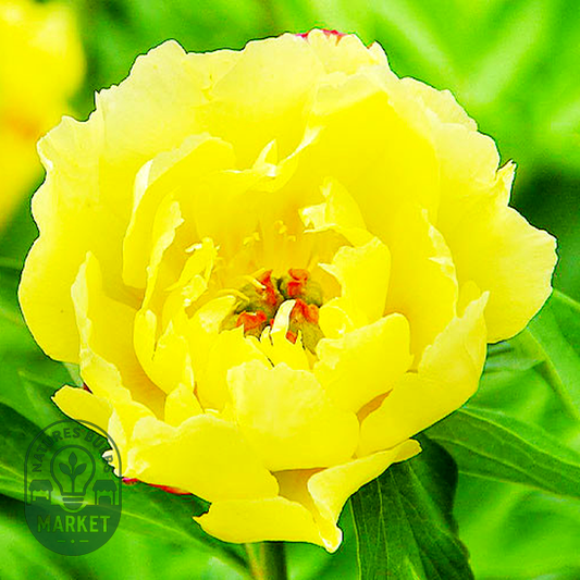 ITOH Sequestered Sunshine