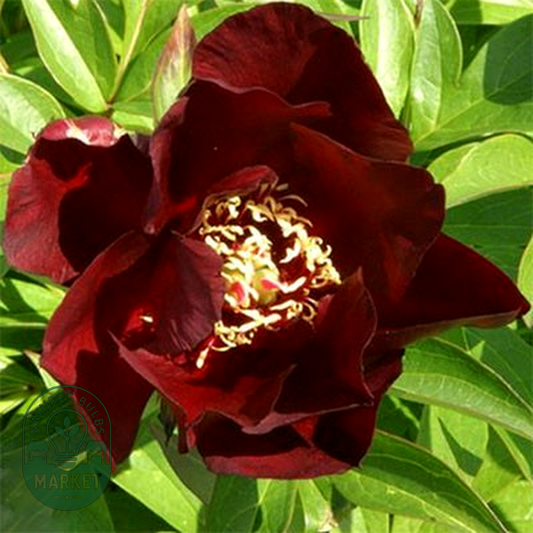 ITOH Simply Red