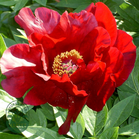 ITOH Sonoma Velvet Ruby