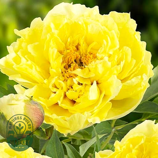 ITOH Yellow Crown