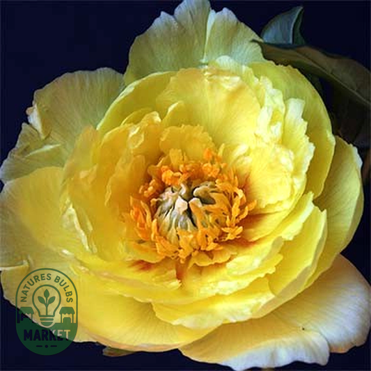 ITOH Yellow Gem