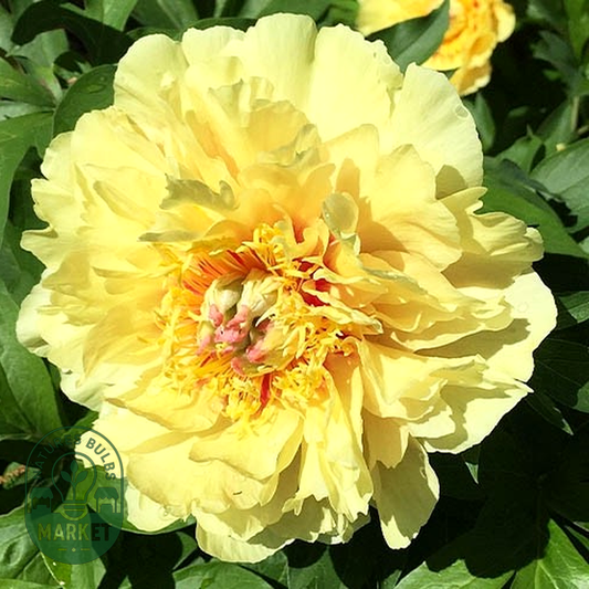 ITOH Yellow Heaven