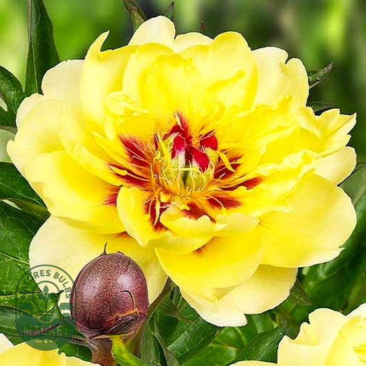 ITOH Yellow Waterlily