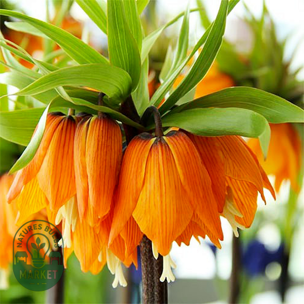 Imperialis Garland Star