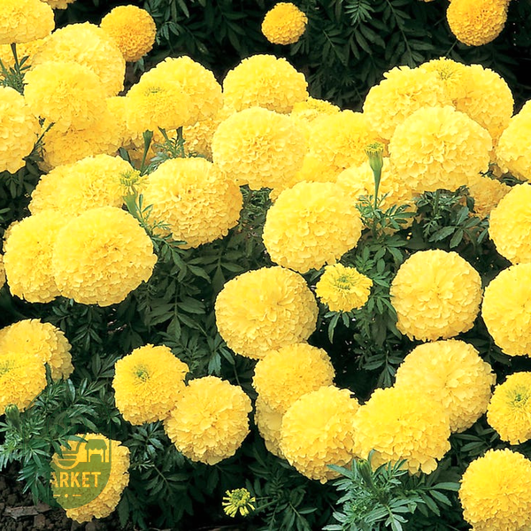 Inca II™ Primrose Hybrid Marigold Seeds