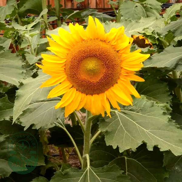 Incredible' Dwarf Small Sunflower Seeds