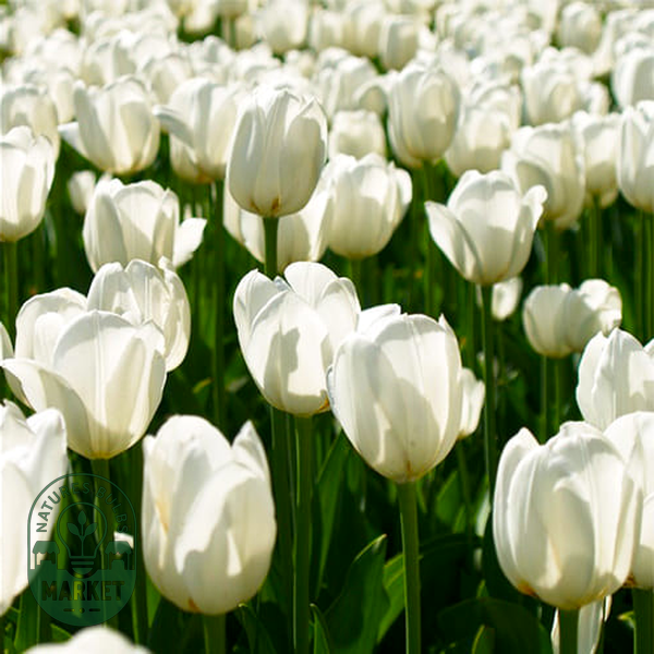 Ivory Proud