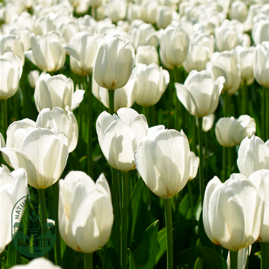 Ivory Proud