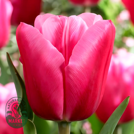 Jumbo Pink