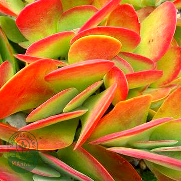 Kalanchoe luciae