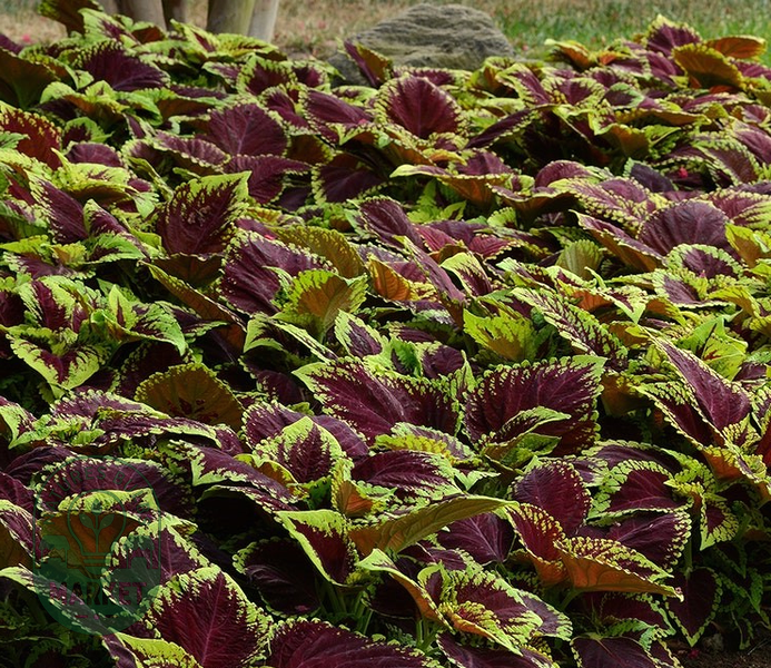 Kong® Empire Mix Coleus Seeds