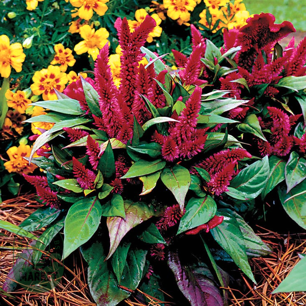 Kosmo Purple Red Celosia Seeds