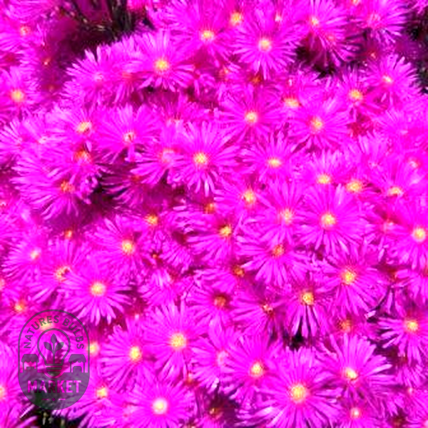 Lampranthus amoenus
