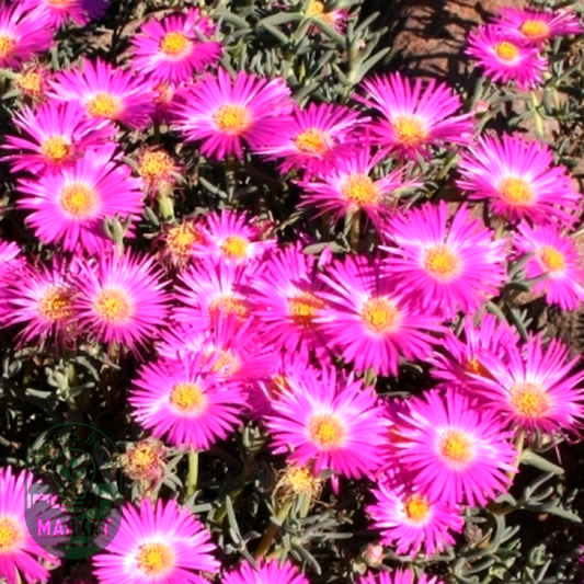 Lampranthus densifolius