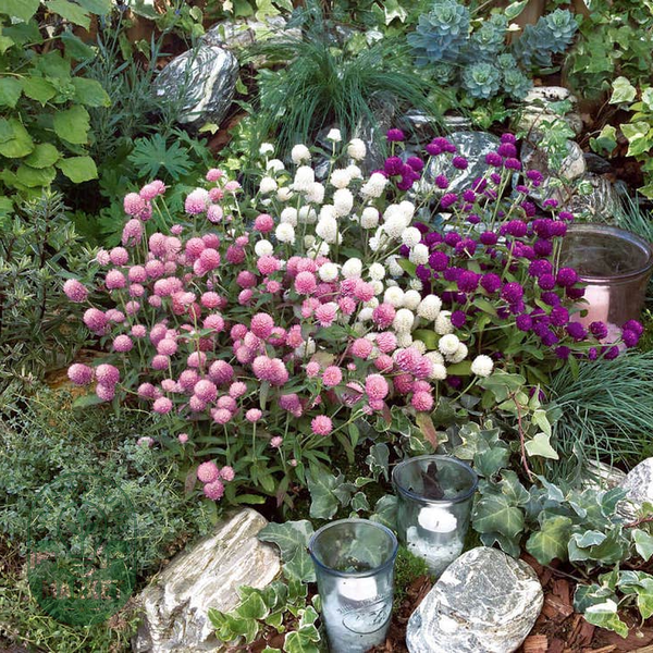 Las Vegas Mix Gomphrena Seeds