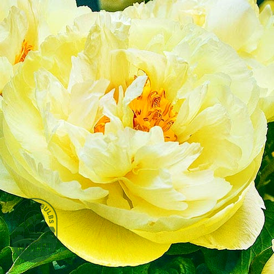 Lemon Chiffon