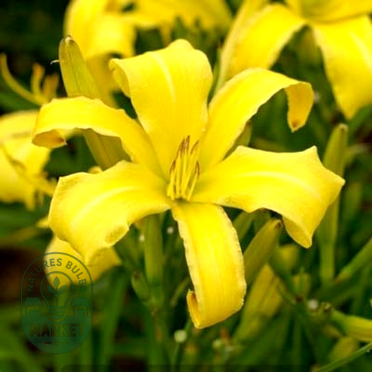 Lemon Madeline