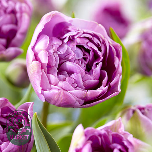 Lilac Perfection