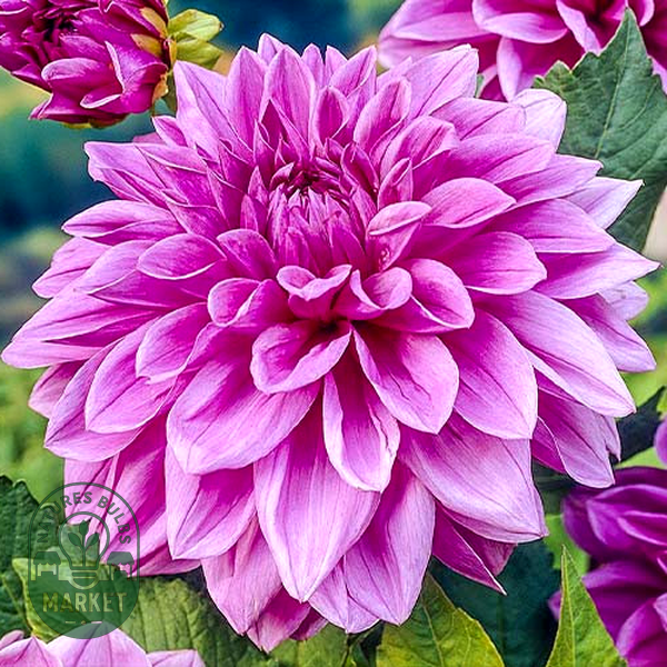 Lilac Time