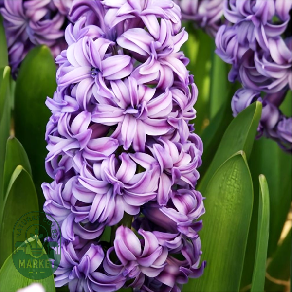 Lili Purple