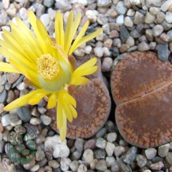 Lithops aucampiae Danielskuil