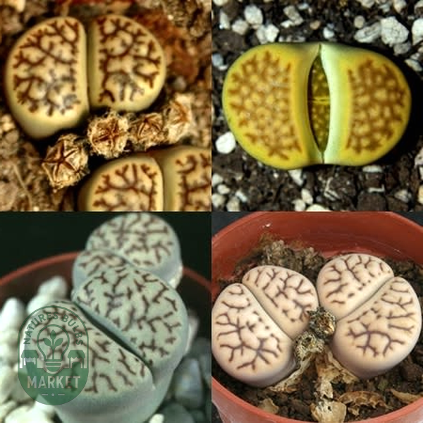 Lithops bromfieldii Mixture