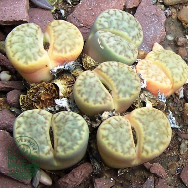 Lithops bromfieldii var bromfieldii
