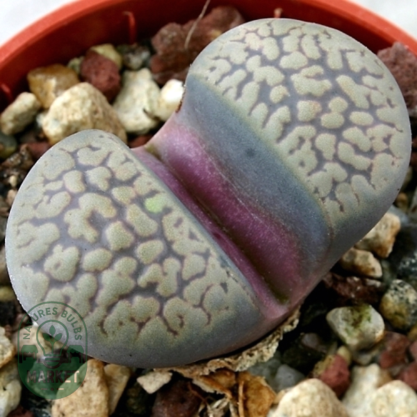 Lithops comptonii var weberi
