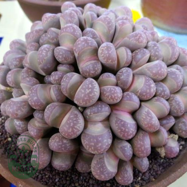Lithops divergens var amethystina