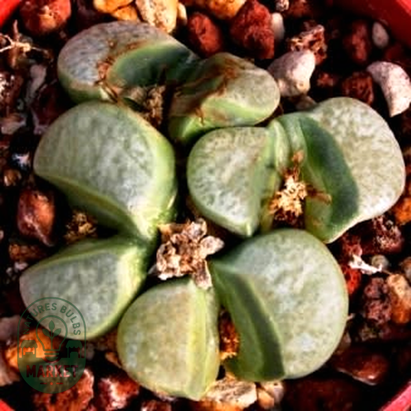 Lithops divergens var divergens