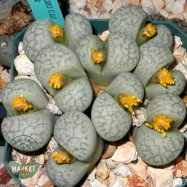 Lithops francisci