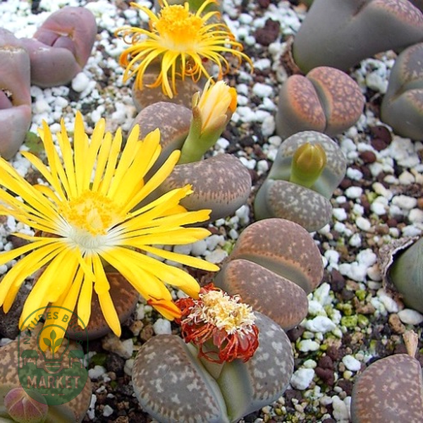 Lithops gesinae var annae