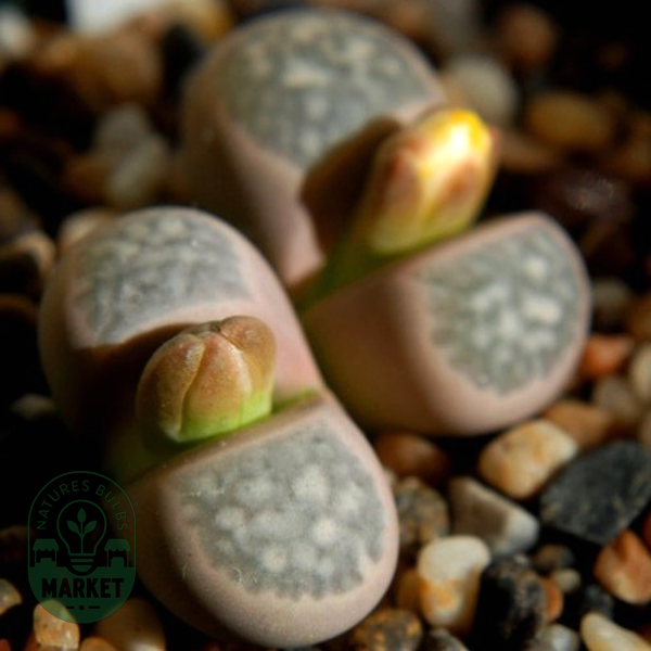 Lithops geyeri