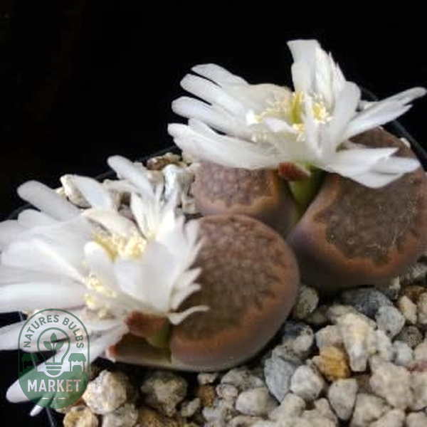 Lithops hallii Brown Form