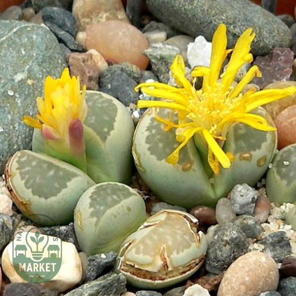 Lithops hallii ssp hallii