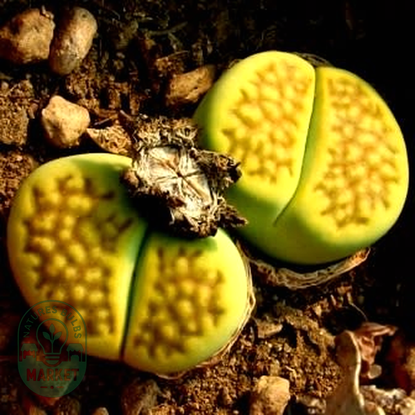 Lithops hallii var ochracea