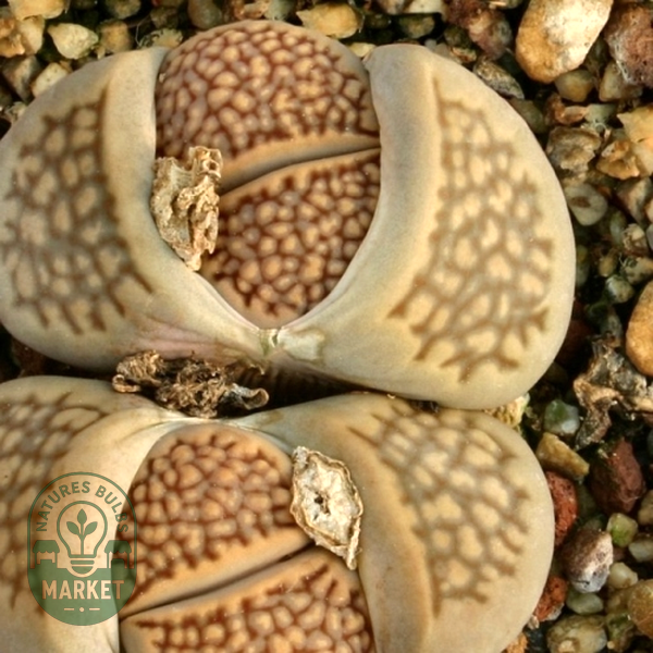 Lithops hallii var salicola