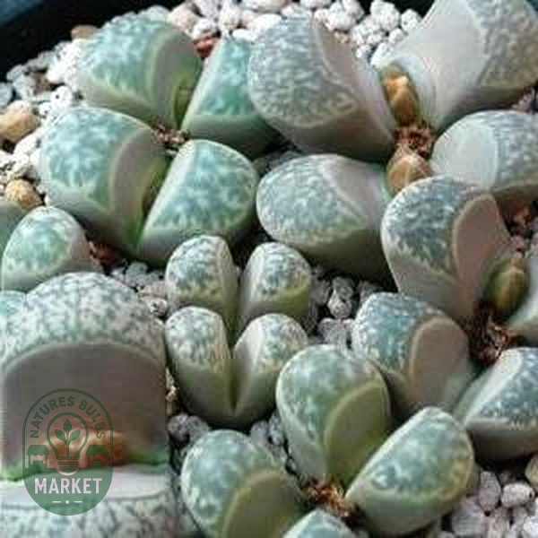 Lithops helmutii var helmutii