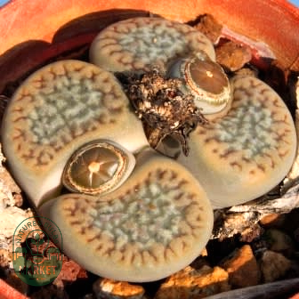 Lithops hookeri var elephina