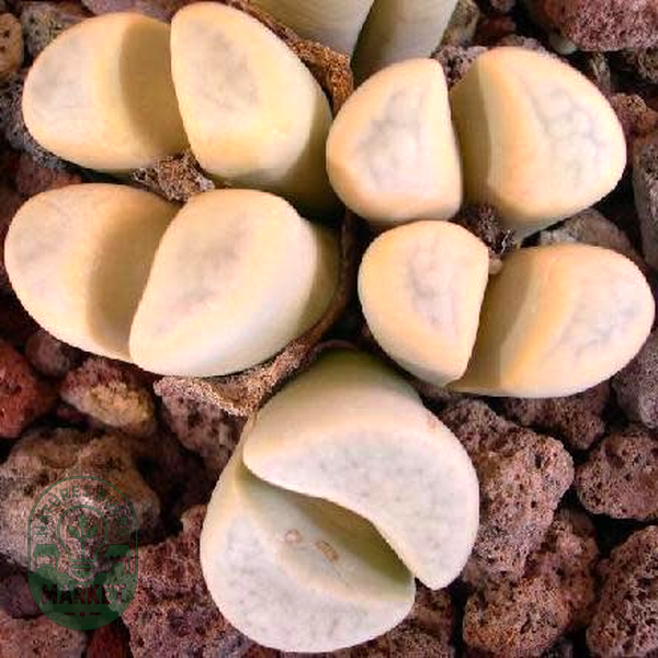 Lithops meyeri