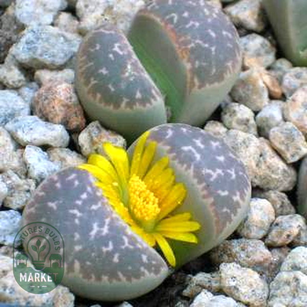 Lithops naureeniae