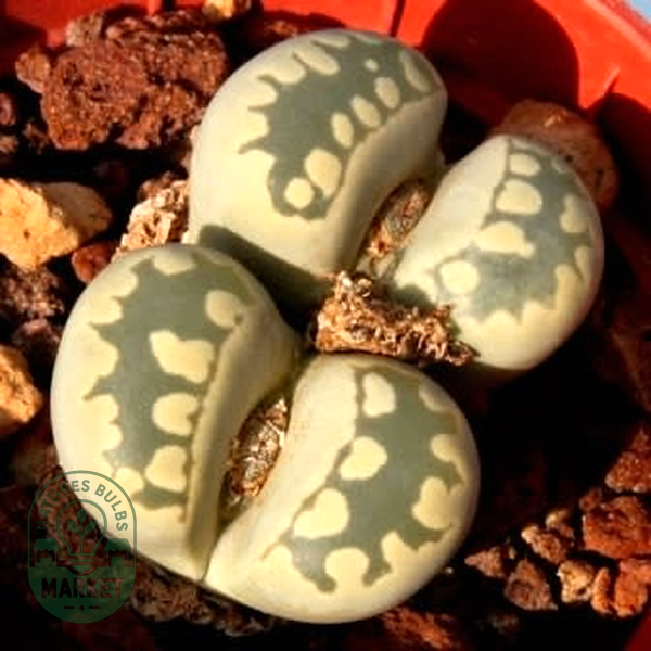 Lithops otzeniana