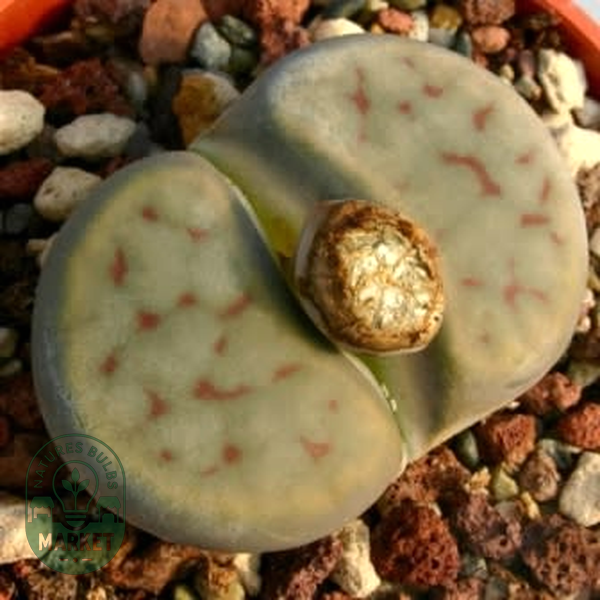 Lithops schwantesii kuibisensis