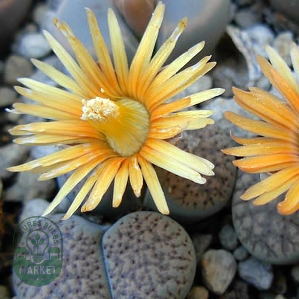 Lithops verruculosa ssp verruculosa