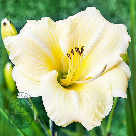 Longfields Pearl