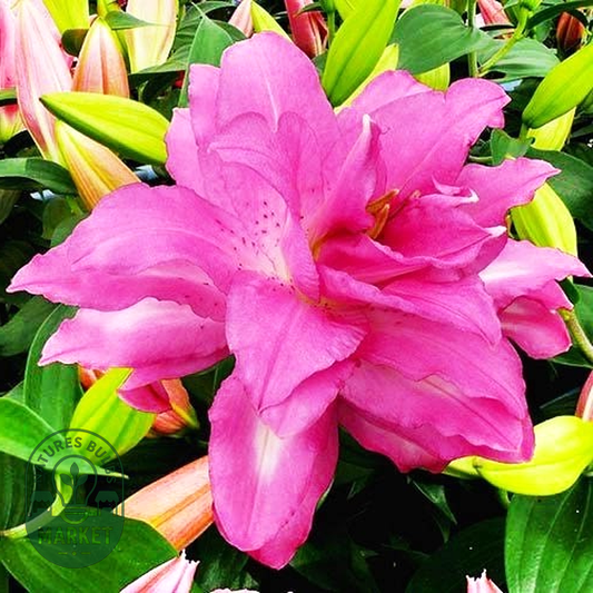 Lotus Dream