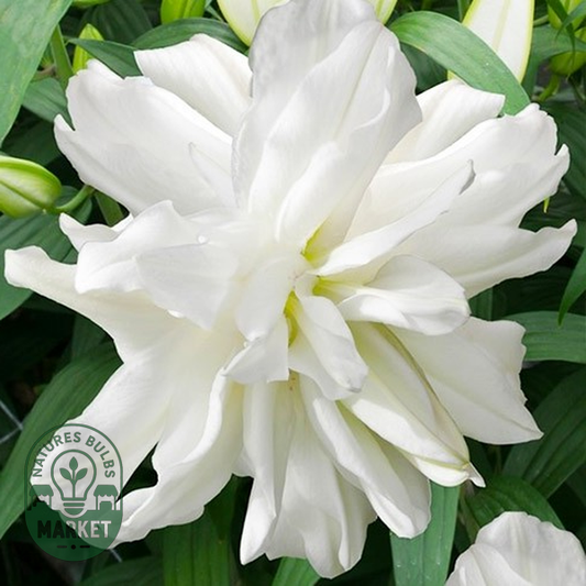 Lotus Ice
