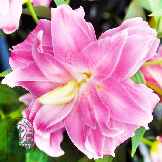 Lotus Joy